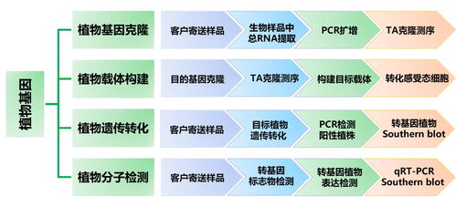 植物基因技术服务 从基础研究到产业应用的桥梁